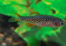 Fireworks Galaxy Rasbora med