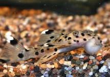 Grey Leporacanthicus L264 sm