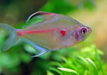 Bleeding Heart Colombia med