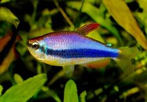 Blue Kerri Tetra m/l
