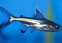 Iridescent Shark 2-2.5 inch