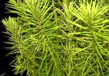 BUNCH ROTALA NANJENSHAN (Min. 12)