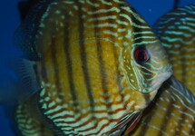 Discus Blue Uatuma 4 inch