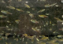 Green Fire Bloodfin Tetra med