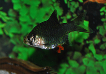 Green Tiger Barb s/m