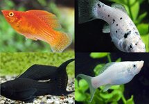 Molly Sailfin Mix med