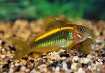 Cor. Orange Laser lg